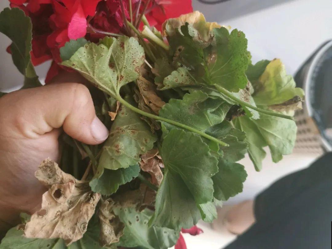 10种花,夏天怕淋雨,下雨赶紧搬进屋! 10种花,夏天怕淋雨,下雨赶紧搬进屋!