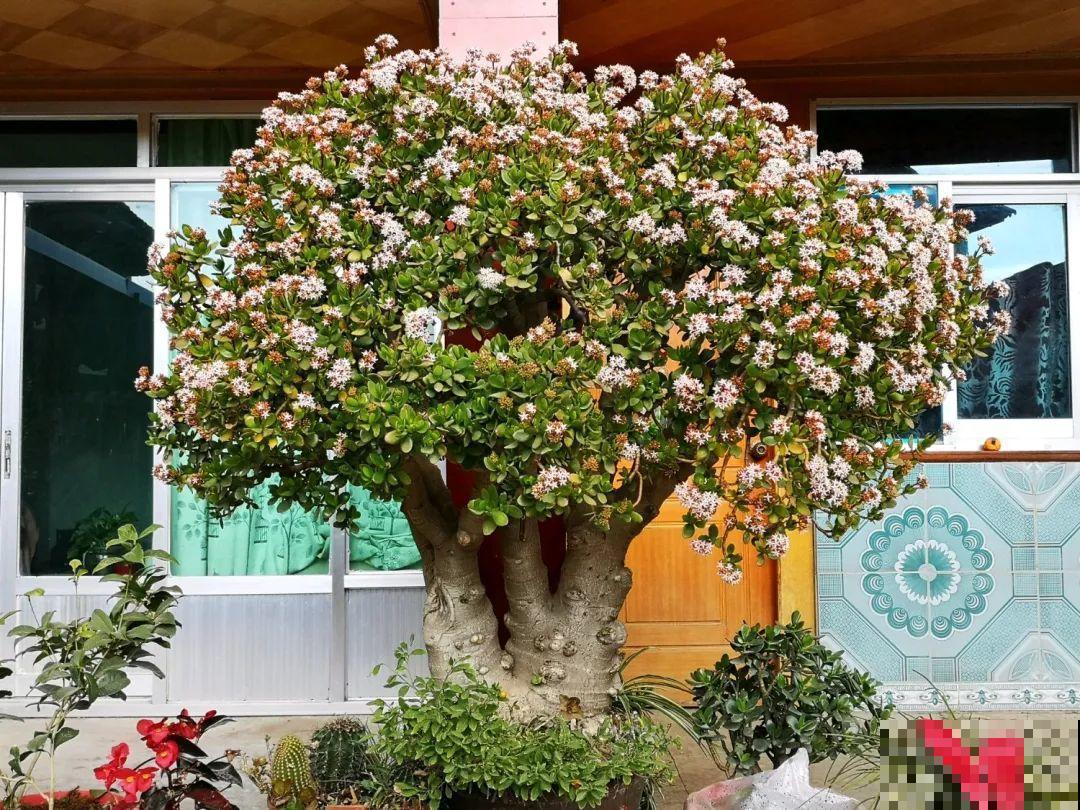 养了20年的玉树，满树开粉花，据说好运要来了！