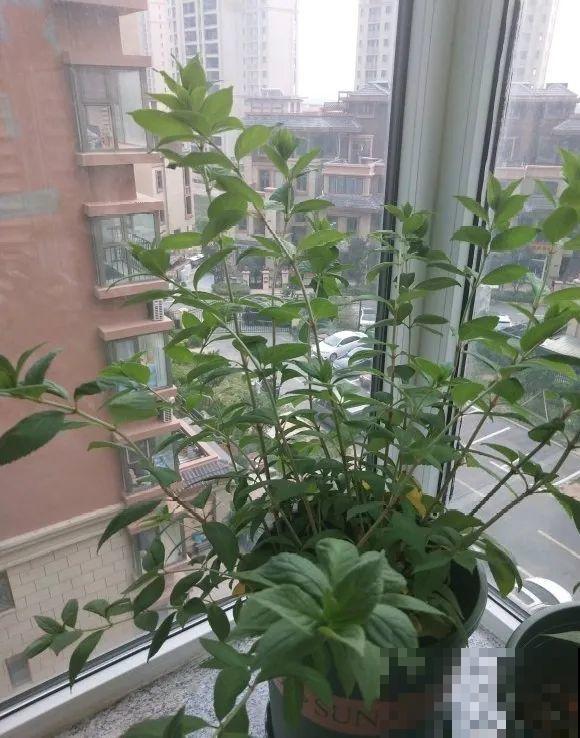 5种花不能长太高，一长高就砍，否则再也不开花！