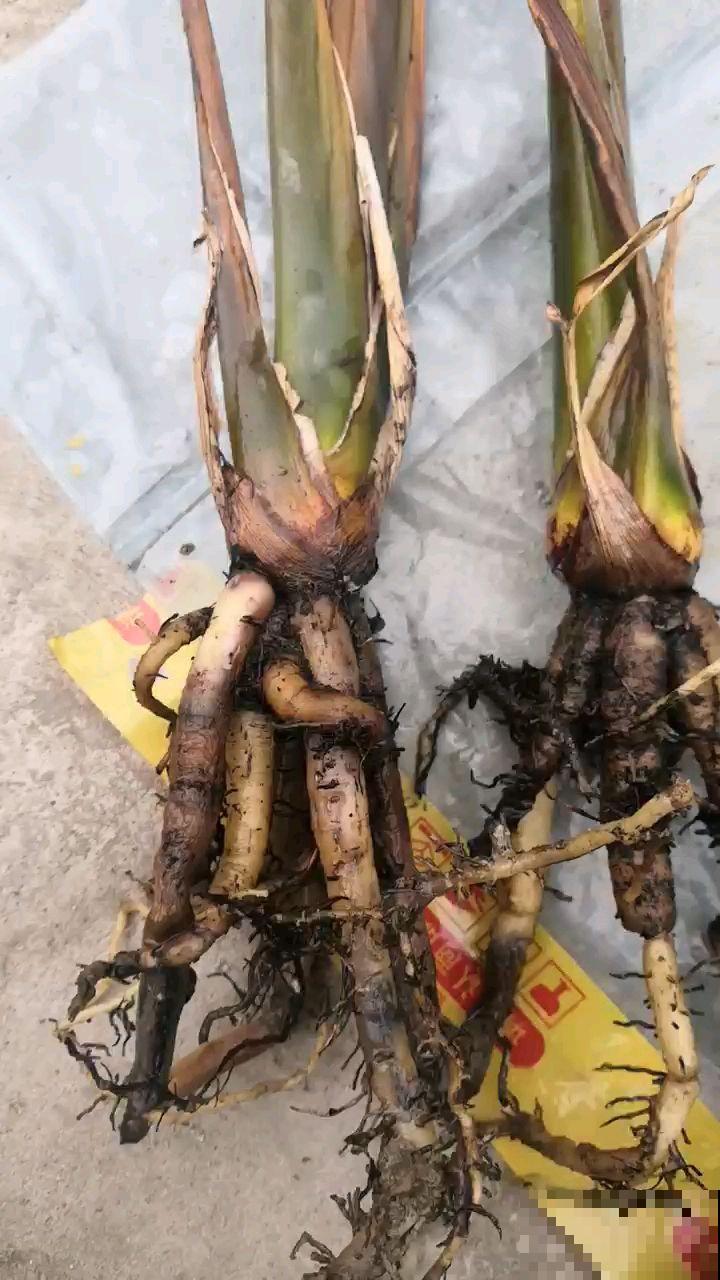 君子兰的大白根，就得喂点花生才长得更好，根系粗得像萝卜