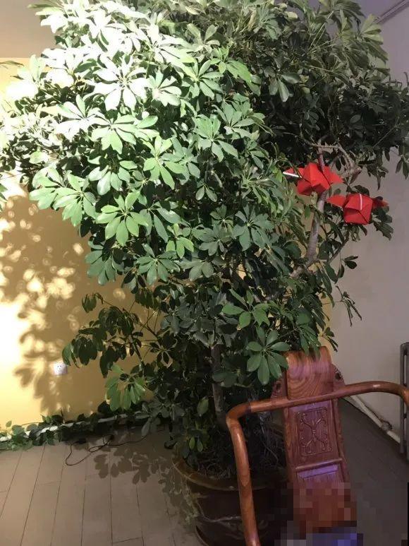 养这花，10年都不用换盆，照样养成传家宝