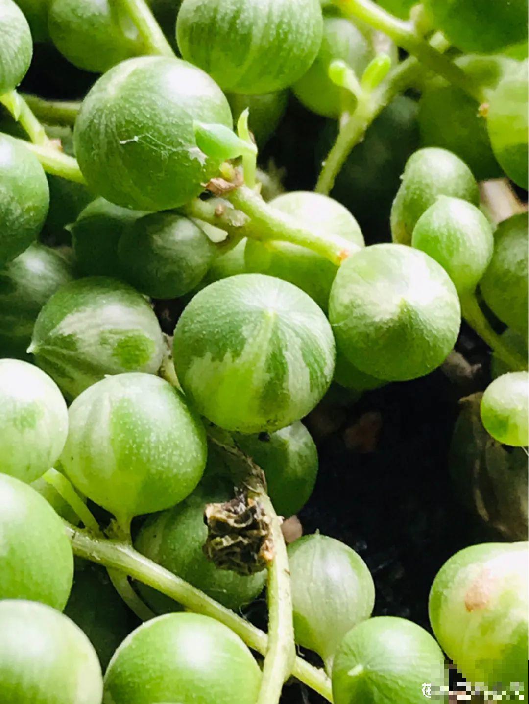 不用施肥打药,这花旱它几个月,疯狂爆花! 不用施肥打药,这花旱它几个月,疯狂爆花!