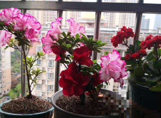 3种花要贱养，盆越小、开花越多，放大盆里容易死！