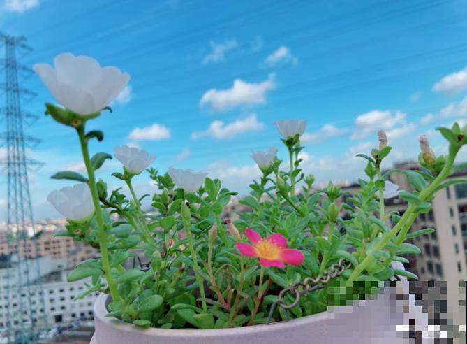 为什么手机拍出来的花,颜色总是失真?教你拍出真正好看的花! 为什么手机拍出来的花,颜色总是失真?教你拍出真正好看的花!