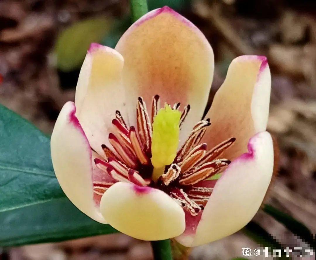 20种香水花,茶花排倒数,第一就是它! 20种香水花,茶花排倒数,第一就是它!