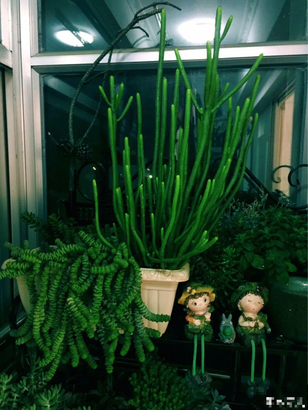 5种花,卧室不能养,离太近都不好! 5种花,卧室不能养,离太近都不好!