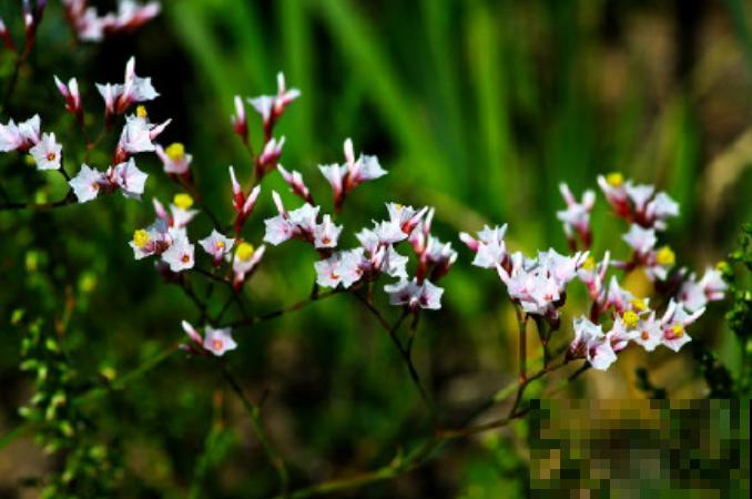 路边一种野花,能开2~3年不落,花瓣永不褪色! 路边一种野花,能开2~3年不落,花瓣永不褪色!