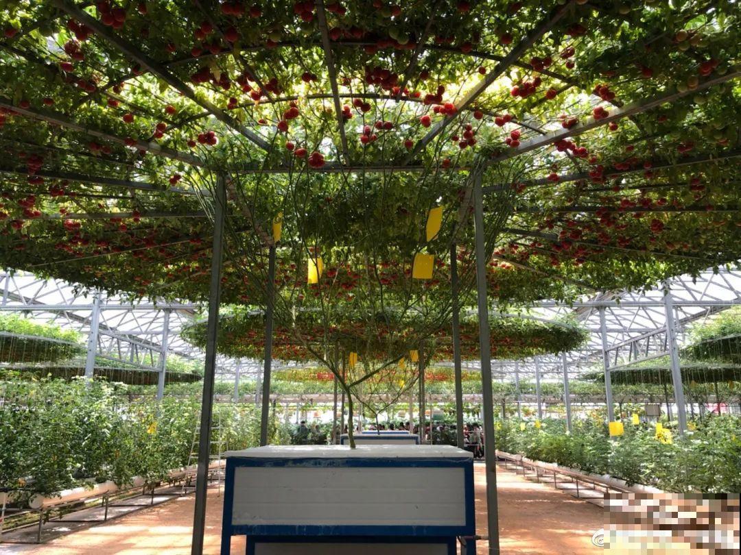 西红柿养成树,1年能结6000斤果,巨无霸第一次见! 西红柿养成树,1年能结6000斤果,巨无霸第一次见!