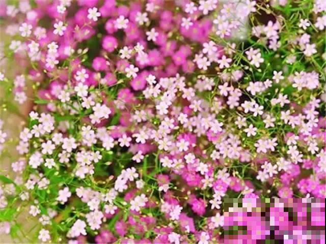 8种花是一次性的，开完就扔，别浪费时间！