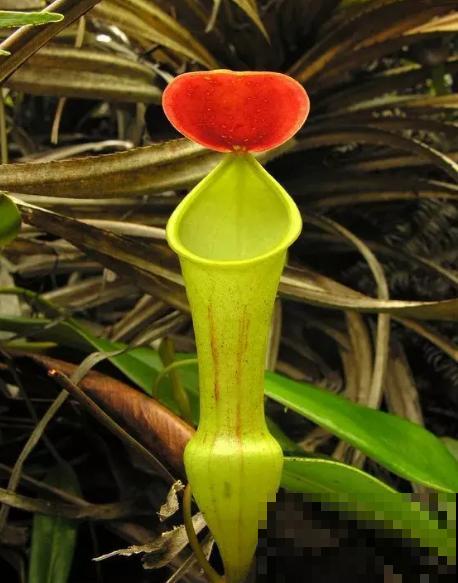 植物也“吃肉”,这种猪笼草可以吞掉一只老鼠,可怕! 植物也“吃肉”,这种猪笼草可以吞掉一只老鼠,可怕!