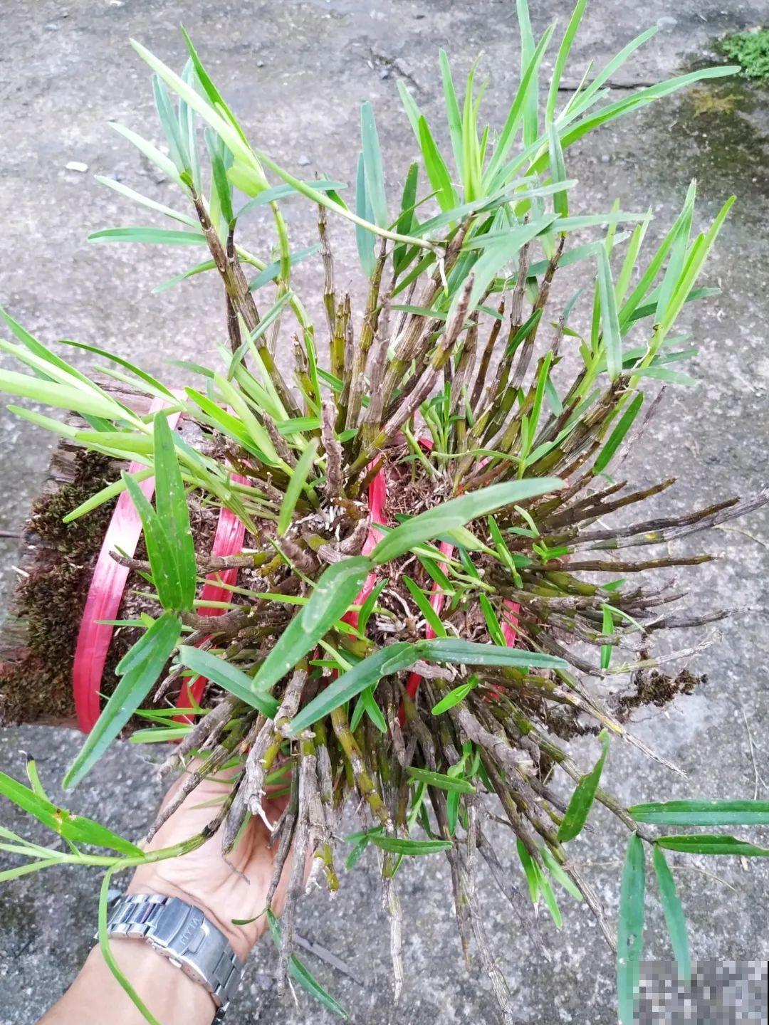 5种花不用土,掰一块木板子来养花,省了大笔买土钱! 5种花不用土,掰一块木板子来养花,省了大笔买土钱!