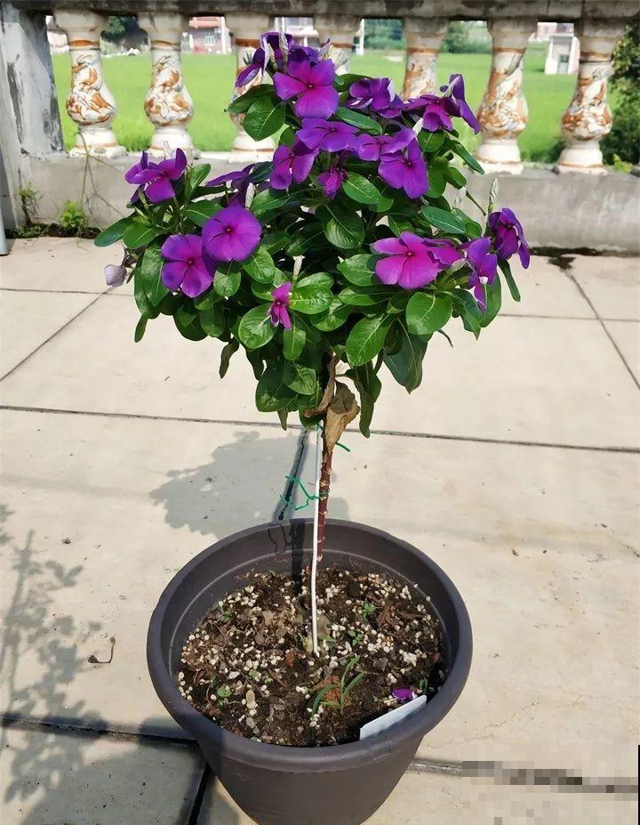 10种花,不怕风吹雨淋,不怕暴晒干旱,四季爆开花,堪称花坚强! 10种花,不怕风吹雨淋,不怕暴晒干旱,四季爆开花,堪称花坚强!