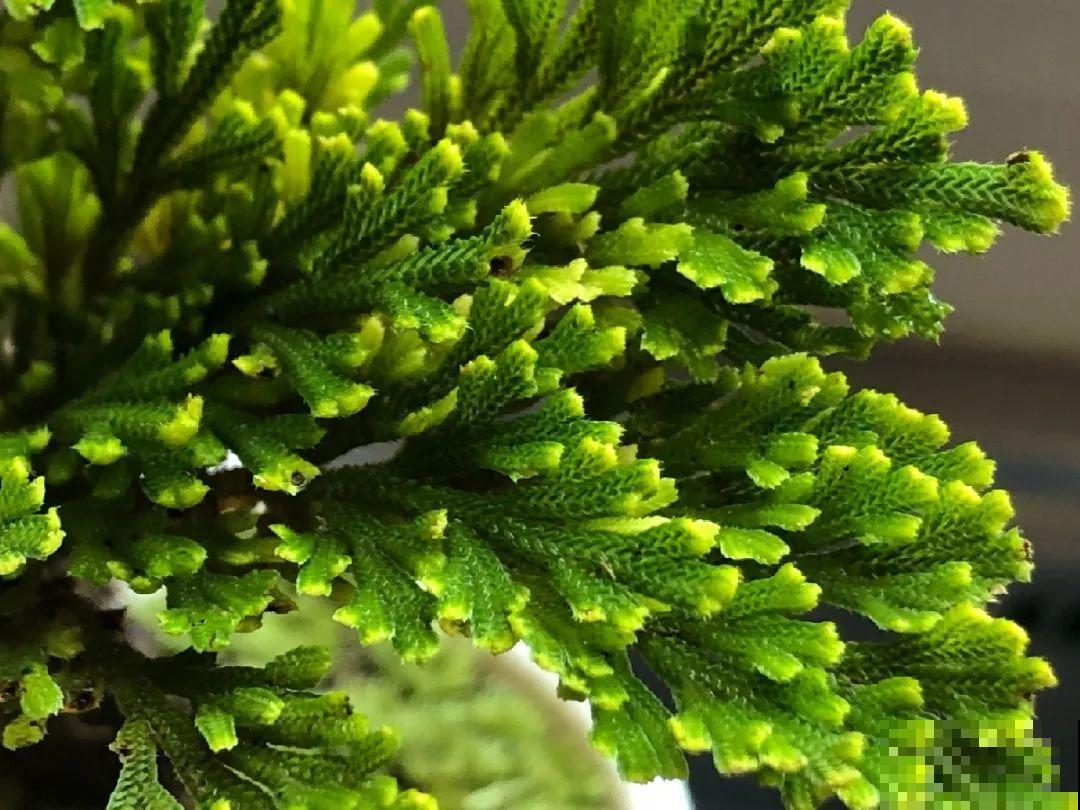 神奇的卷柏，可以起死回生，喷点水就复活！