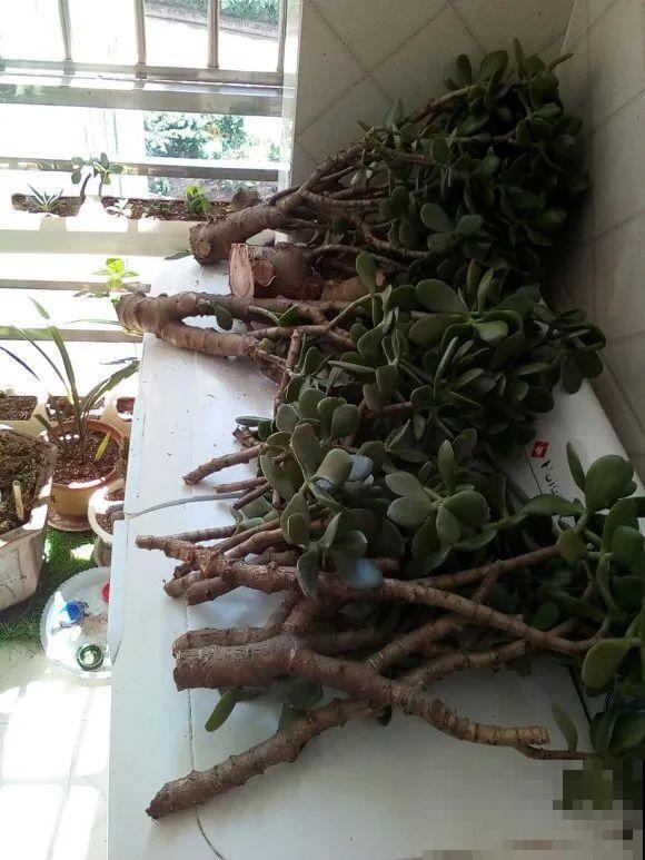 6种花扦插,杆子越粗越好活,根长成大扫把! 6种花扦插,杆子越粗越好活,根长成大扫把!