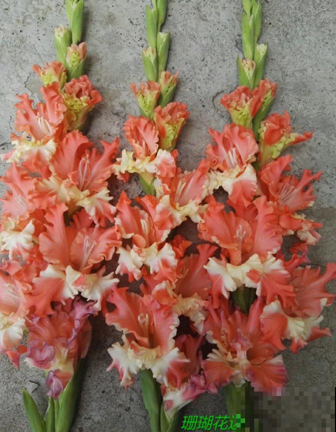 大门口种一丛它，开花一串几十朵，邻居天天跑来看！