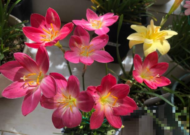 奇葩的催花方式:淋雨,越淋雨越开花! 奇葩的催花方式:淋雨,越淋雨越开花!