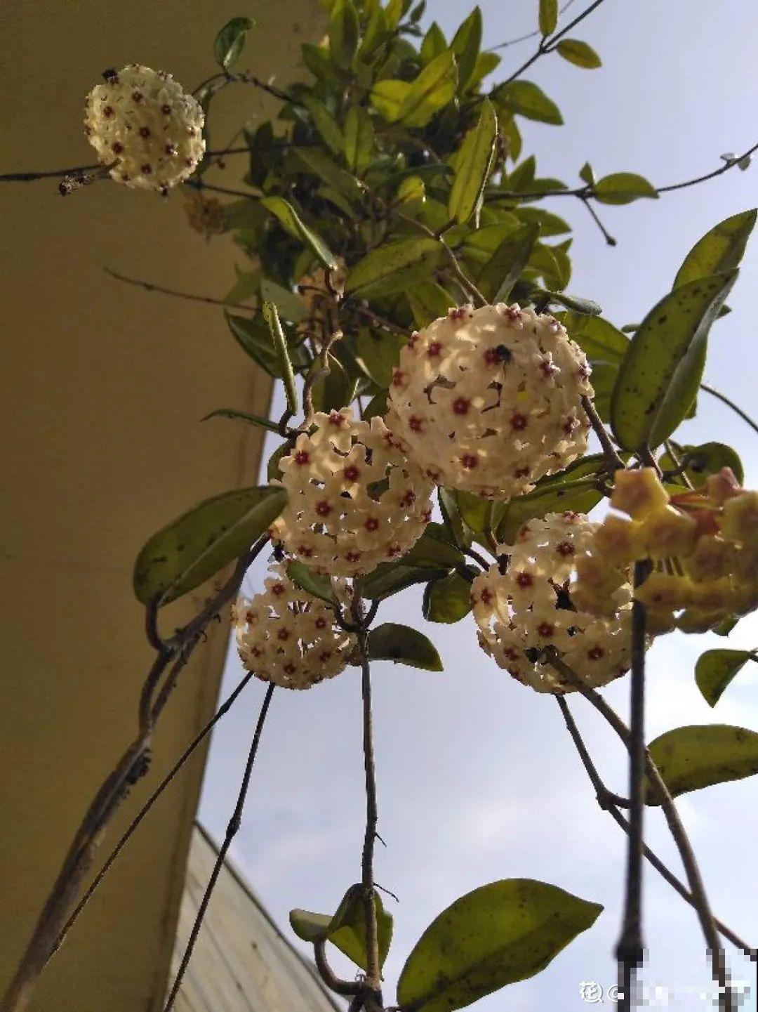 5种花,卧室不能养,离太近都不好! 5种花,卧室不能养,离太近都不好!