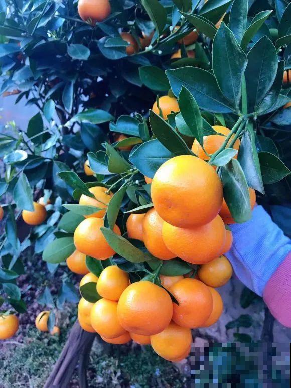 女儿辞职，回家养花，老爸说：15亩地，你负责养花，我负责蔬果！