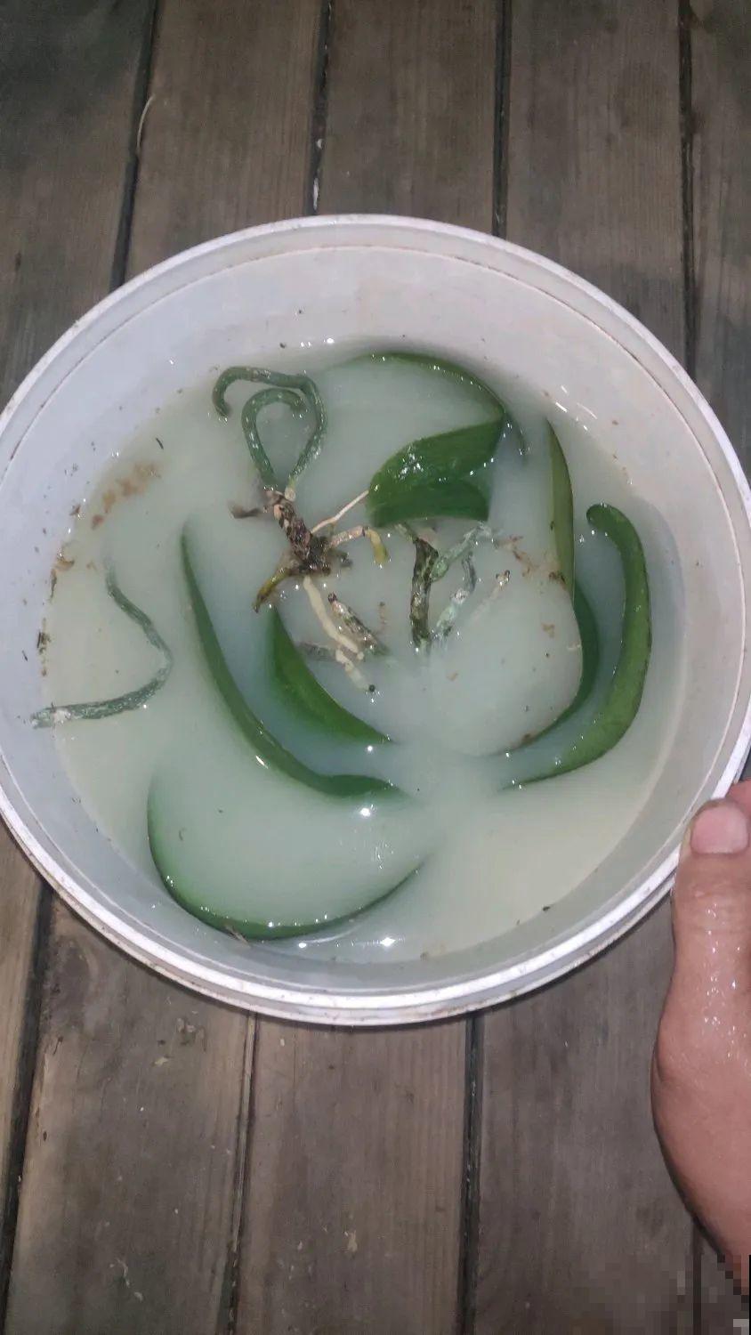 周末去花市捡漏，这花竟然1块钱1棵，赶紧买！