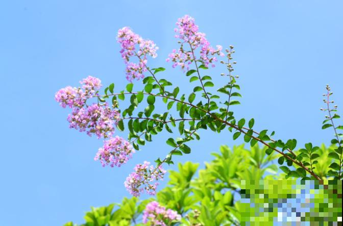 家里的花那么美，手机一拍就很丑，你该学学拍照技巧了！