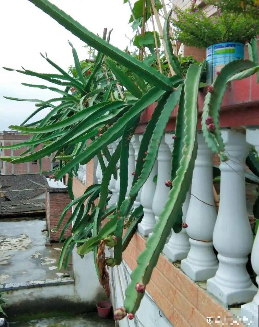 路边掐几根大粗枝,5天就生根,结果沉甸甸! 路边掐几根大粗枝,5天就生根,结果沉甸甸!