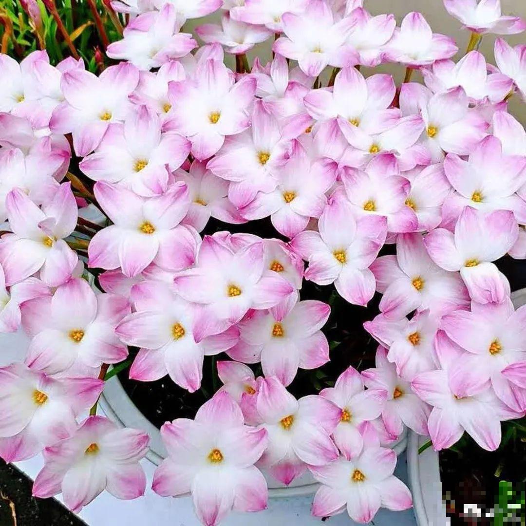 10种花,不怕风吹雨淋,不怕暴晒干旱,四季爆开花,堪称花坚强! 10种花,不怕风吹雨淋,不怕暴晒干旱,四季爆开花,堪称花坚强!