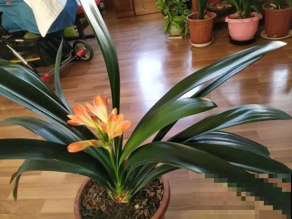 现在开花不一定是好事,赶紧剪掉,才能正常活 现在开花不一定是好事,赶紧剪掉,才能正常活