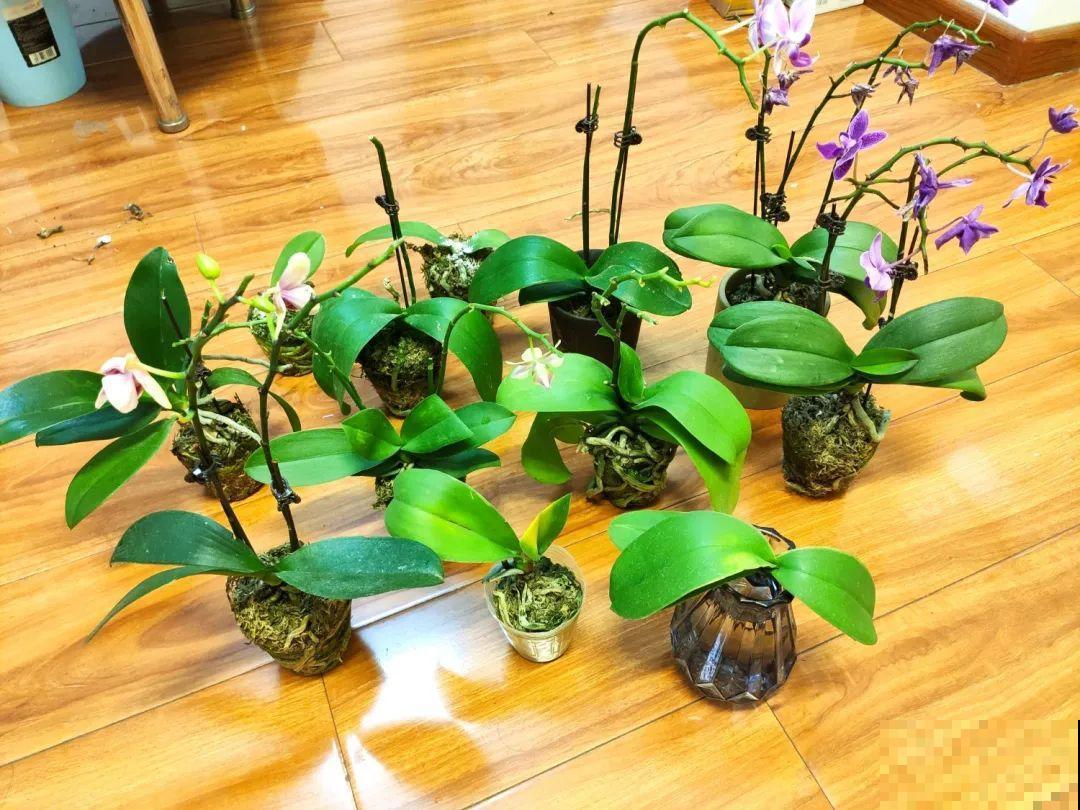 周末去花市捡漏，这花竟然1块钱1棵，赶紧买！