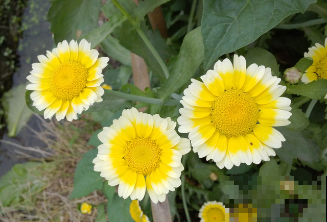 世界上品种最多的植物,没有之一,路边满大街都是! 世界上品种最多的植物,没有之一,路边满大街都是!