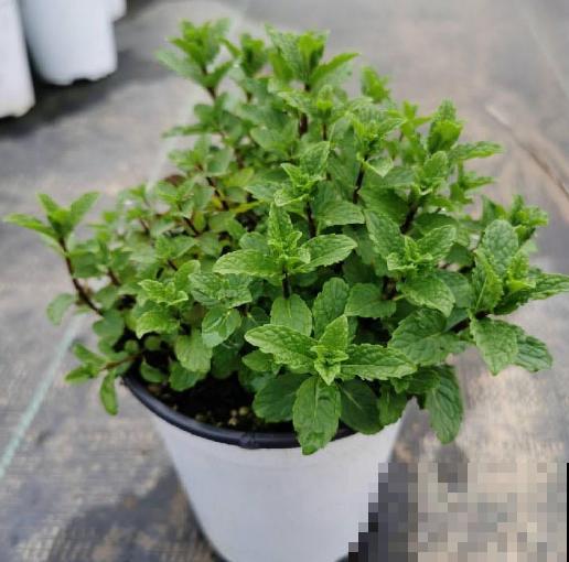 6种香草植物,驱蚊效果特别好,还能泡茶喝! 6种香草植物,驱蚊效果特别好,还能泡茶喝!