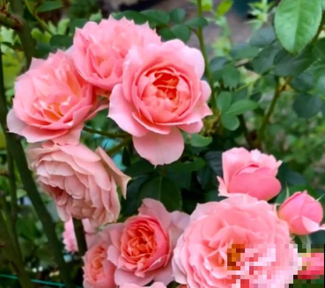 8款冷门月季,表现特别好,但是养的人不多! 8款冷门月季,表现特别好,但是养的人不多!