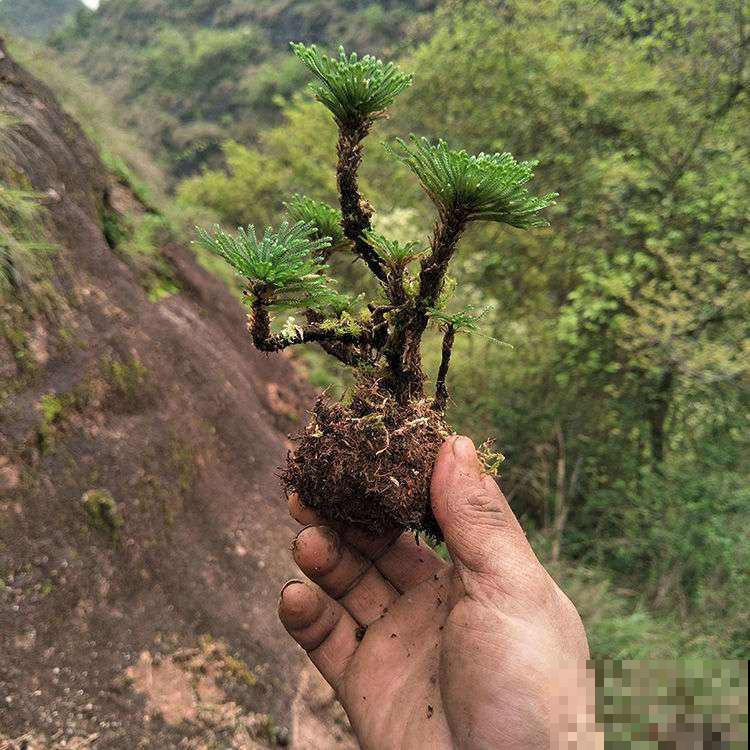 九死还魂草,怎么折腾都死不了,一遇水枯叶变绿叶! 九死还魂草,怎么折腾都死不了,一遇水枯叶变绿叶!