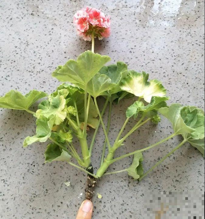 看到这些花,扭头就走,别买,谁买谁吃亏! 看到这些花,扭头就走,别买,谁买谁吃亏!