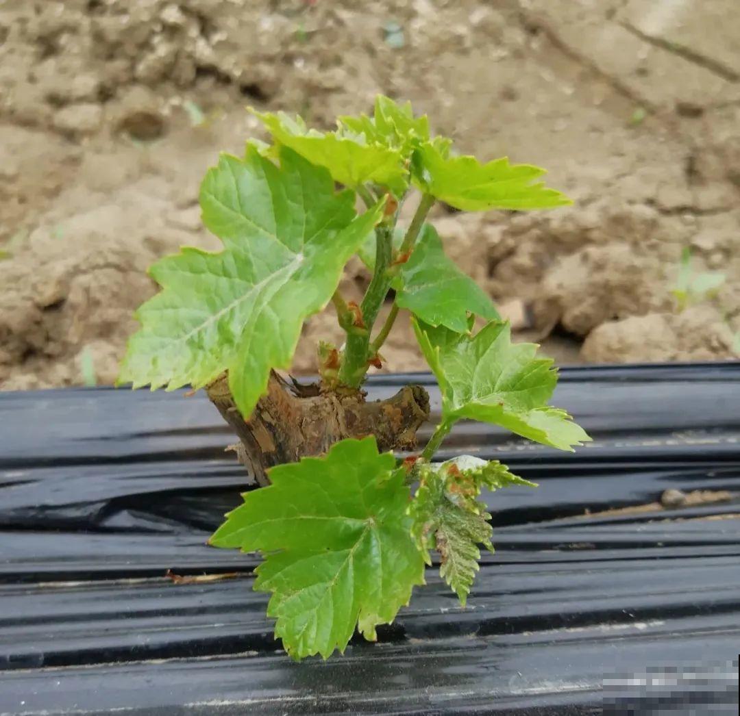 路边掐几根大粗枝,5天就生根,结果沉甸甸! 路边掐几根大粗枝,5天就生根,结果沉甸甸!