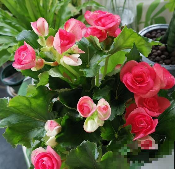 新买的花,套个花盆,成活率100%! 新买的花,套个花盆,成活率100%!