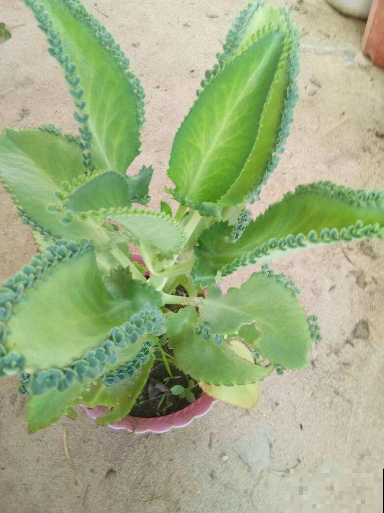 家里养盆不死鸟，叶子落土里就长新芽，繁殖速度堪比生物入侵