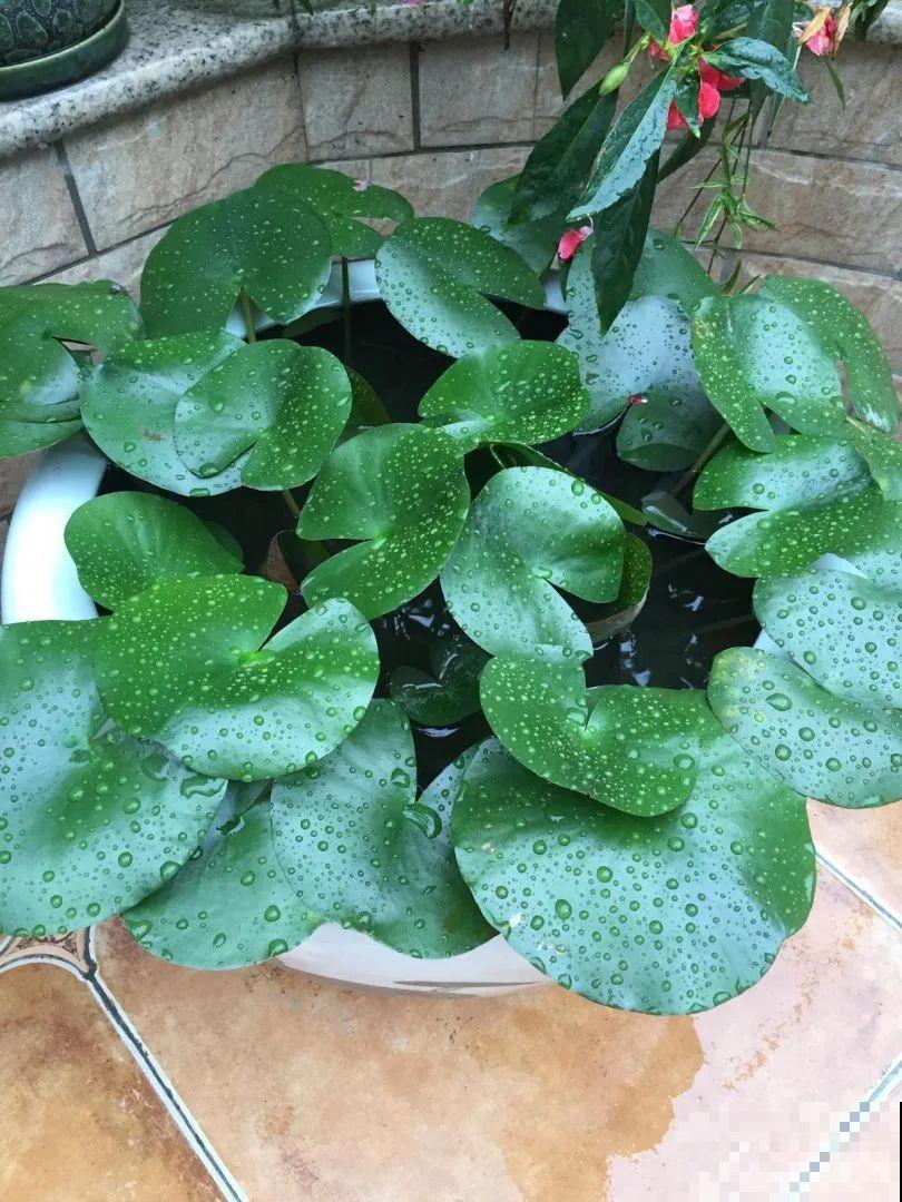 10种花,不怕风吹雨淋,不怕暴晒干旱,四季爆开花,堪称花坚强! 10种花,不怕风吹雨淋,不怕暴晒干旱,四季爆开花,堪称花坚强!