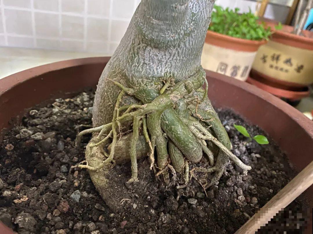 不用施肥打药,这花旱它几个月,疯狂爆花! 不用施肥打药,这花旱它几个月,疯狂爆花!