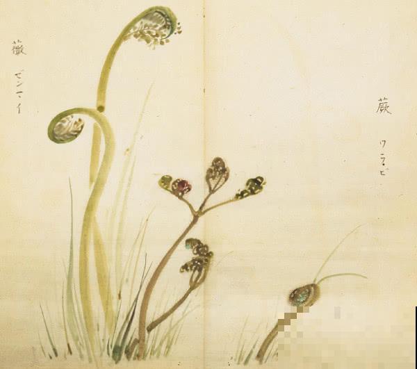 诗经里的植物,美了3000多年,有图有真相! 诗经里的植物,美了3000多年,有图有真相!