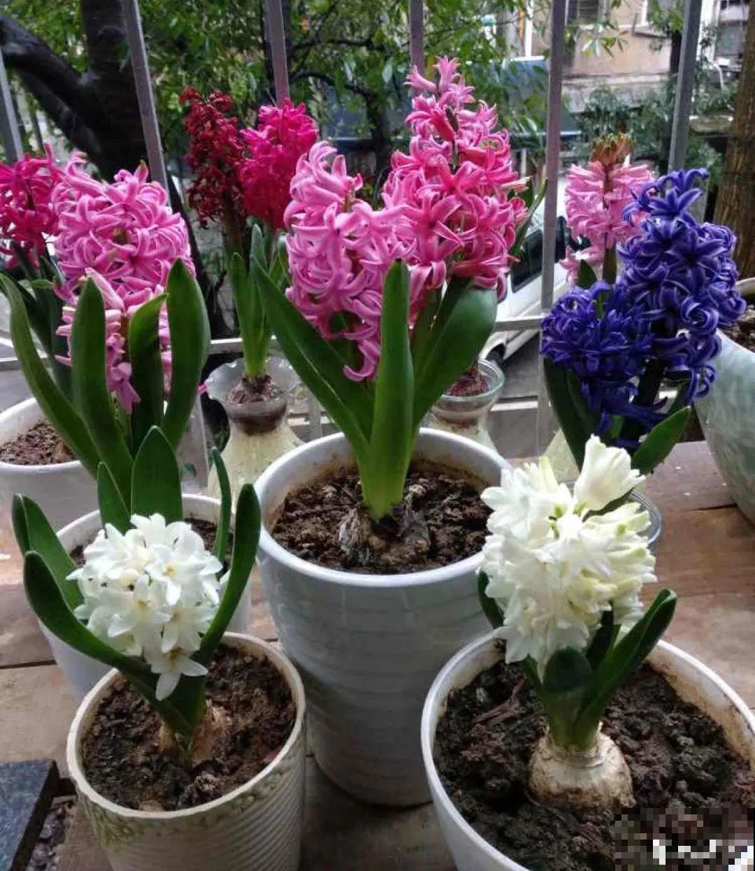 8种花是一次性的，开完就扔，别浪费时间！