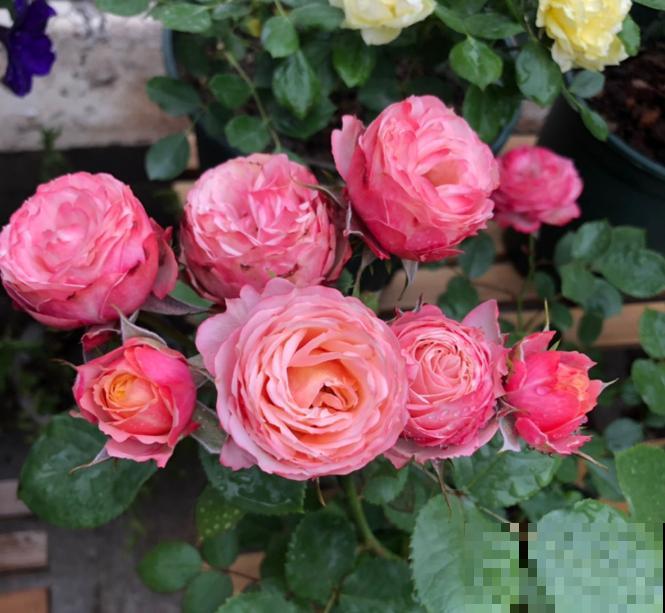 8款冷门月季,表现特别好,但是养的人不多! 8款冷门月季,表现特别好,但是养的人不多!