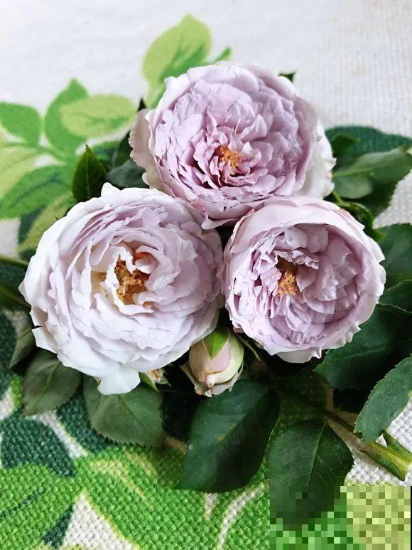 女儿辞职，回家养花，老爸说：15亩地，你负责养花，我负责蔬果！