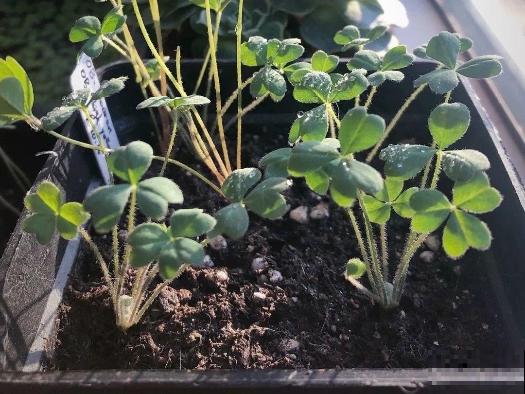 小阳台就养盆酢浆草,开花又爆又好看,多到家里堆不下 小阳台就养盆酢浆草,开花又爆又好看,多到家里堆不下