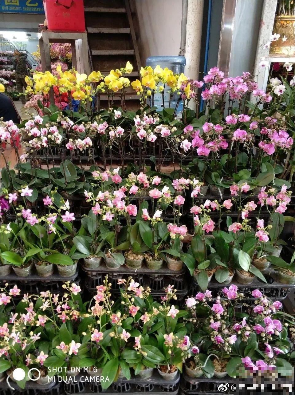 周末去花市捡漏，这花竟然1块钱1棵，赶紧买！