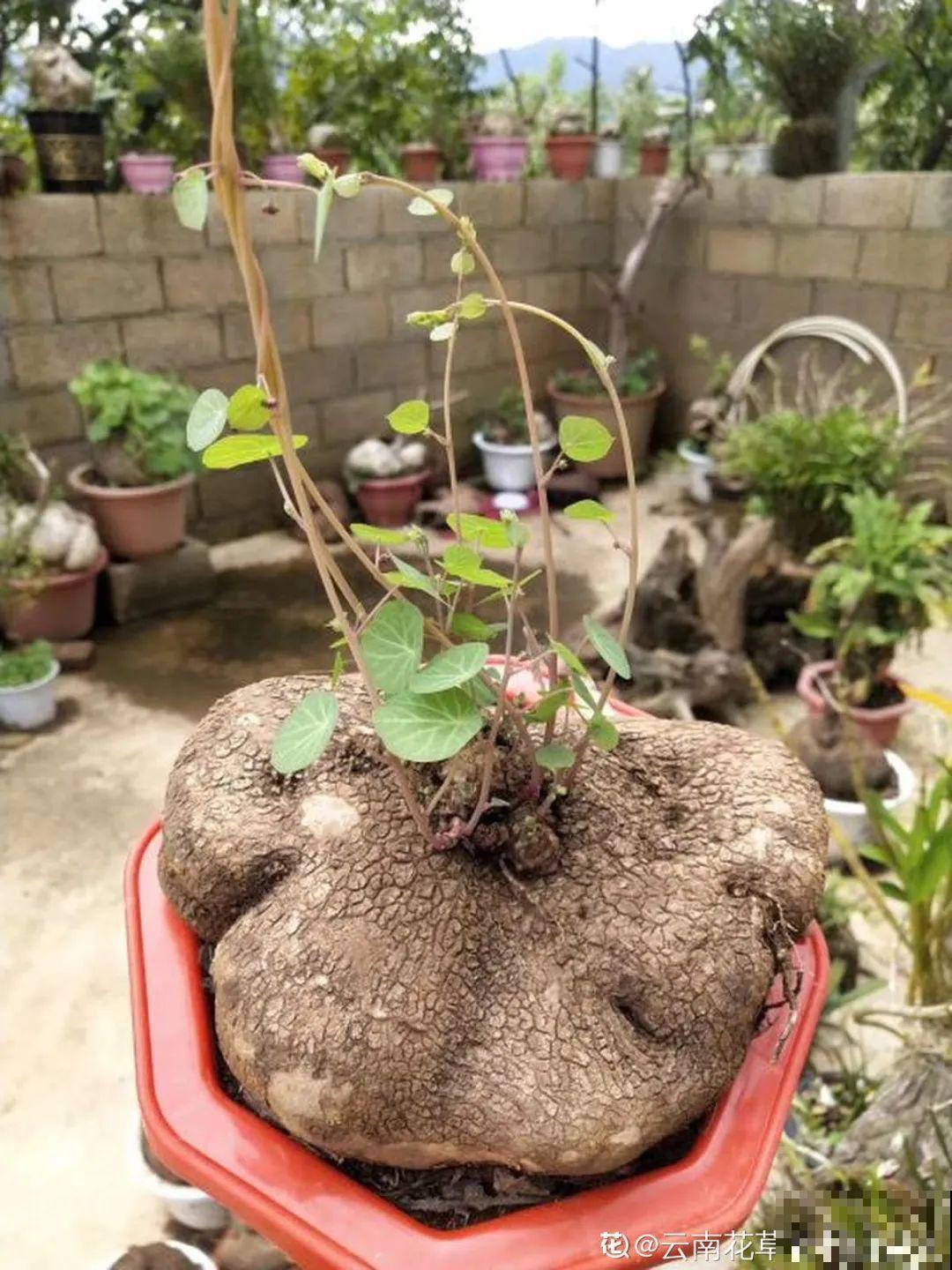 12种花，堪称“耐阴王”，比绿萝好看一万倍！