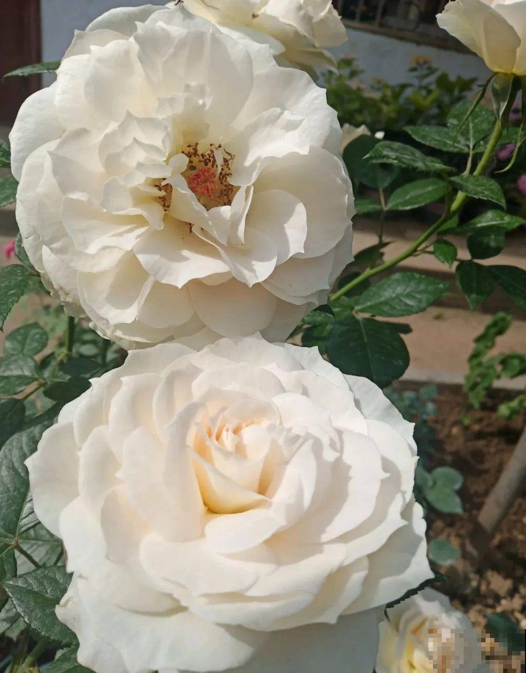 荷花明明美上天，为啥不能在家养？