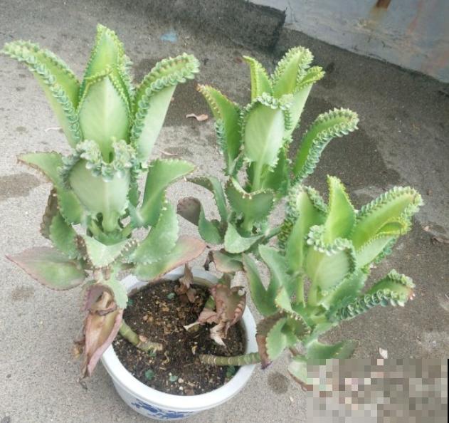 这花太能生崽,恨得用脚踩,结果越踩长得越多! 这花太能生崽,恨得用脚踩,结果越踩长得越多!