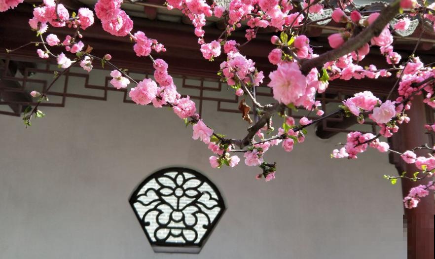 古典中式园林,清幽宁静,古朴雅致! 古典中式园林,清幽宁静,古朴雅致!