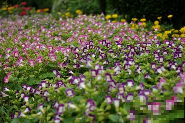 强悍的夏堇花,种一次全年开花,花朵越掐越有! 强悍的夏堇花,种一次全年开花,花朵越掐越有!