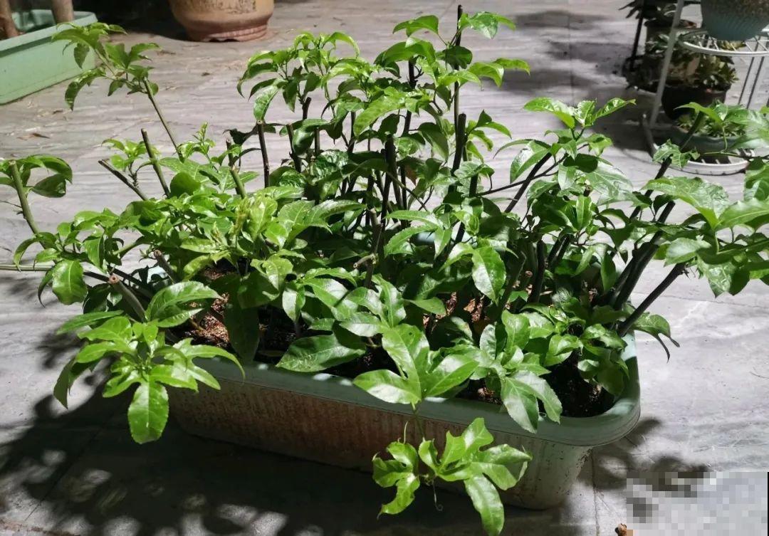 路边掐几根大粗枝,5天就生根,结果沉甸甸! 路边掐几根大粗枝,5天就生根,结果沉甸甸!